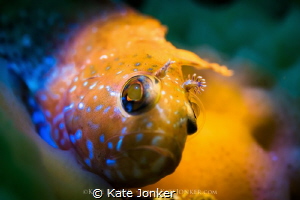 Speckled Klipfish
Coloured snoot torches highlight the y... by Kate Jonker 